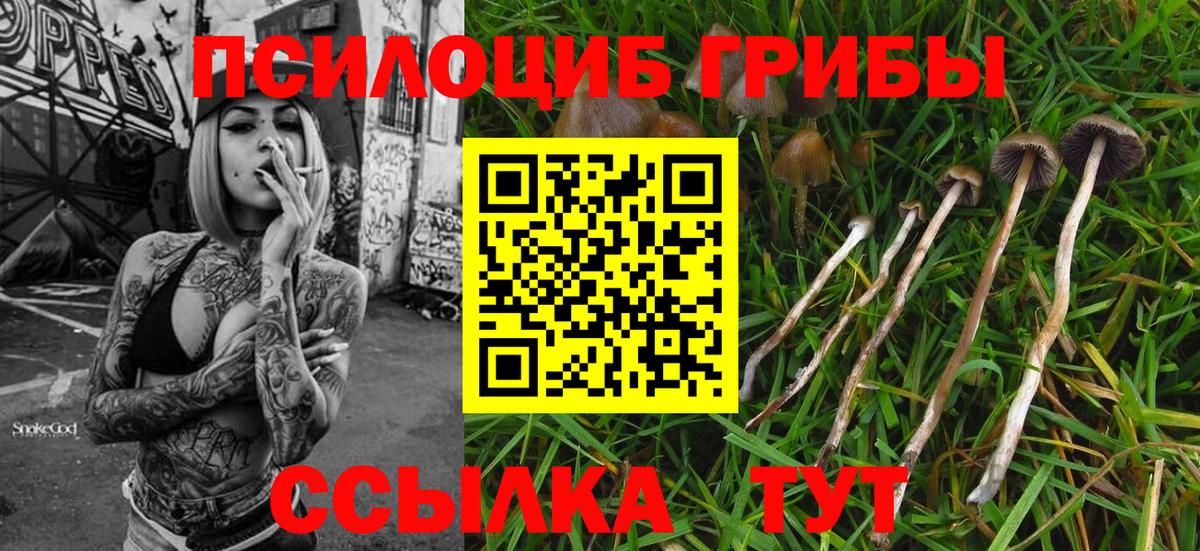 Псилоцибиновые грибы мицелий  Вход с VPN  Краснознаменск  Галлюциногенные грибы Psilocybine cubensis 
